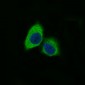 Anti-Nestin Rabbit Monoclonal Antibody